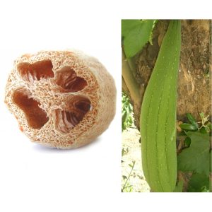 Luffa aegyptiaca and loofah