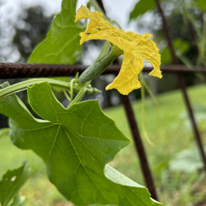 Luffa aegyptiaca (Loofah Gourd) Seed - Image 4