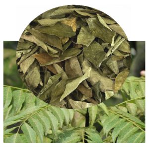 Murraya koenigii (Curry Tree; Sweet Neem Leaf) Dried Leaf 10g