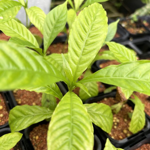 Yohimbe Plant (Pausinystalia johimbe) Unveiling Nature's Secret