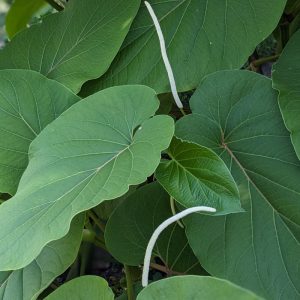 Piper auritum leaves