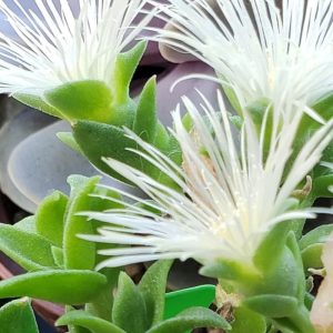 Sceletium emarcidum close up of flowers