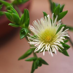 Sceletium tortuosum close up of flower