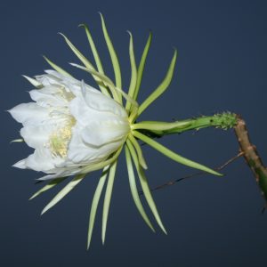 Selenicereus setaceus flower