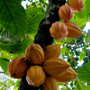 Theobroma cacao fruit