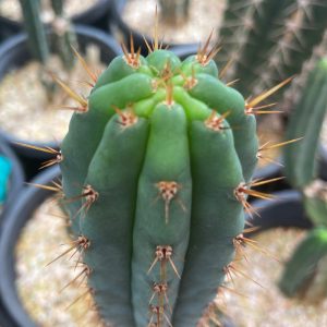 Trichocereus peruvianus Brian Plant