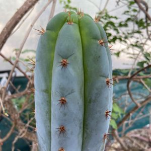 Trichocereus peruvianus David