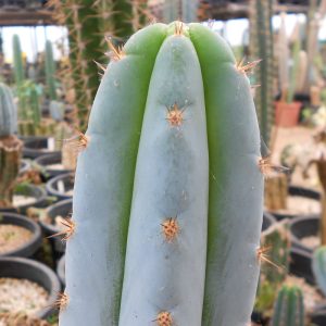 Trichocereus peruvianus Sharxx blue Plant