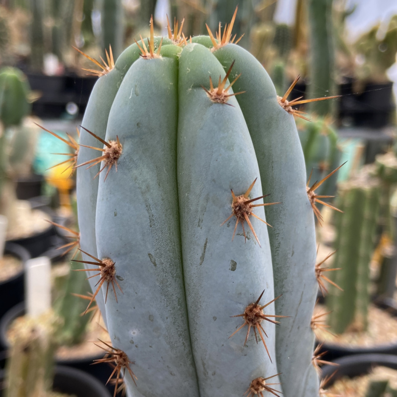 Trichocereus Clone: Peruvianus Trent Cutting | Shaman Australis