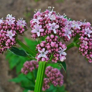 Valeriana officinalis flowers