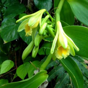Vanilla planifolia flowers
