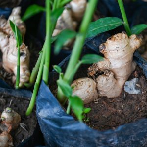 Zingiber officinale rhizomes