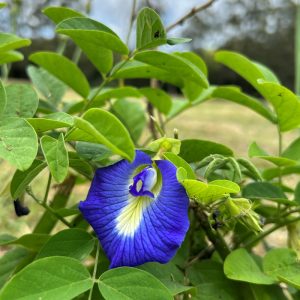 Clitoria ternatea flower close up