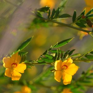 Petalostylis labicheoides flowers