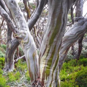 Eucalyptus pauciflora Trees