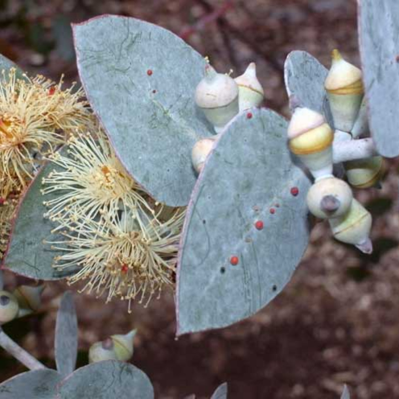 Eucalyptus pulverulenta Gumnuts