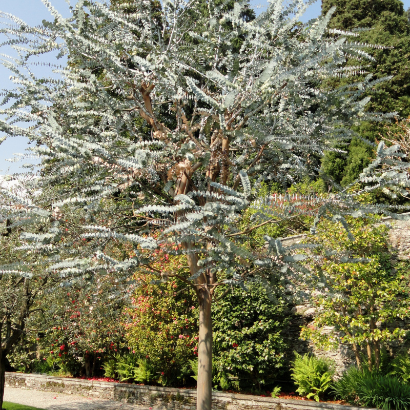 Eucalyptus pulverulenta Tree
