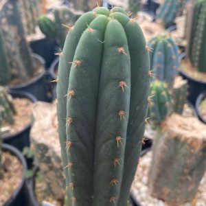 Trichocereus pachanoi Yowie Plant