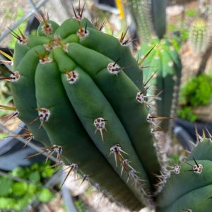 Trichocereus peruvianus Red Spine #1 Plant