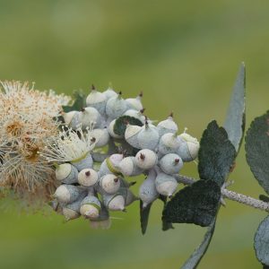 Eucalyptus crenulata Buxton Gum Plant
