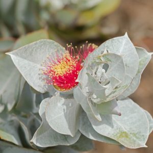 Eucalyptus macrocarpa Flower