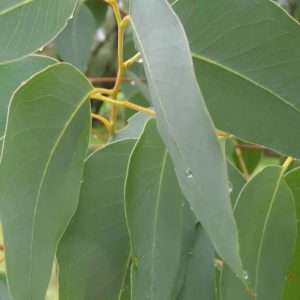 Eucalyptus olida Leaves