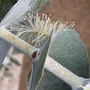 Eucalyptus pulverulenta Flower