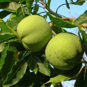 Casimiroa edulis Fruit
