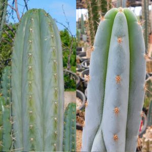 Trichocereus peruvianus Rosei 1 and trichocereus peruvianus Sharxx Blue