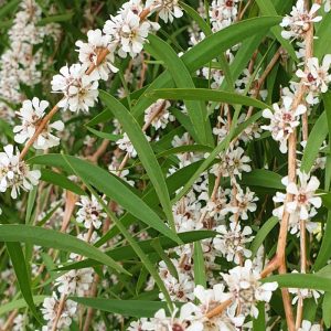 Agonis flexuosa flowers