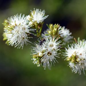 kunzea ambigua flowers