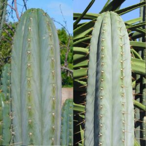 Trichocereus peruvianus Rosei1 x Trich peruvianus TA 01 cactus