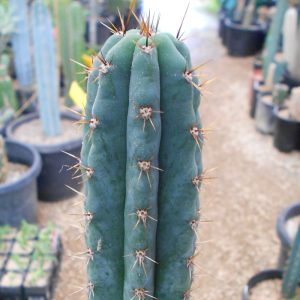 Trichocereus peruvianus Red Spine 2 cactus