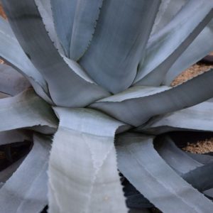 Agave americana close-up