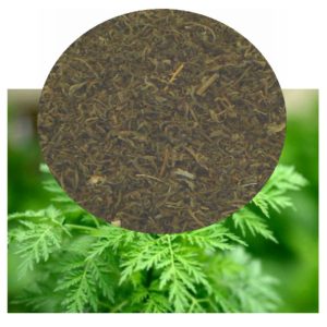 Artemisia annua plant with dried herb inset