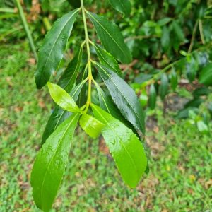 Catha edulis Narrow Leaf Elite