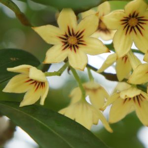 Cola nitida flowers