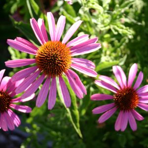 Echinacea purpurea flowers