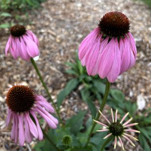 Echinacea purpurea Brilliant Star group of flowers