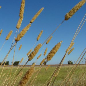 Phalaris aquatica grass heads