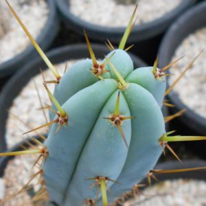Trichocereus peruvianus Len x Trichocereus bridgesii Tig cactus