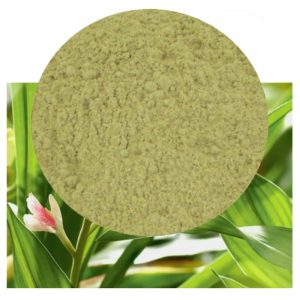Alpinia galangal with root powder inset