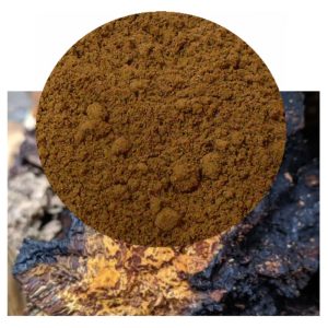 Inonotus obliquus with chaga powder inset