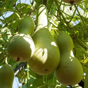 Lagenaria siceraria fruit on vine