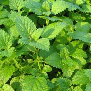 Melissa officinalis plant