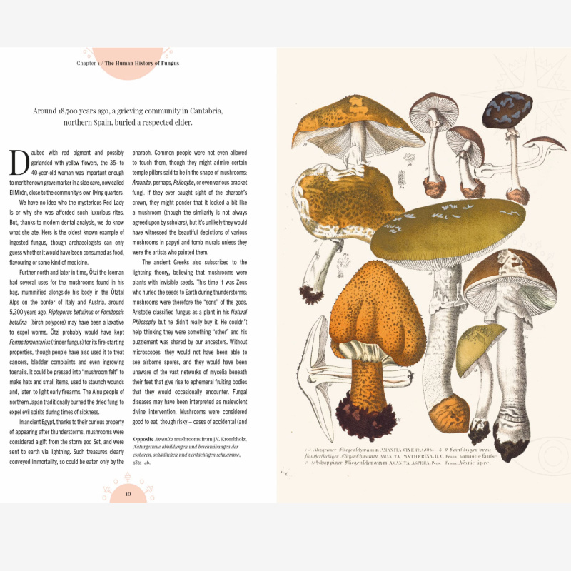 The Magic of Mushrooms Inner page