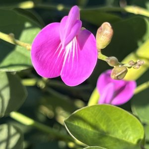 Canavalia rosea flower