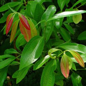 Cinnamomum verum tree