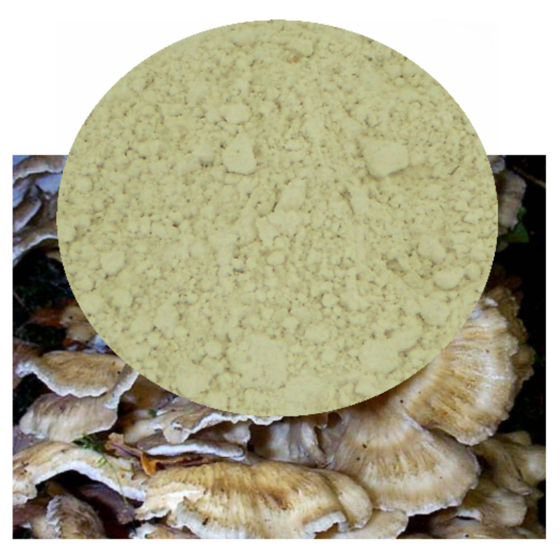 Grifola frondosa with powder inset