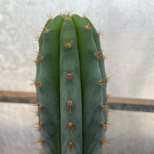 Trichocereus J1